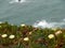 Flowers on the cliffs of Cabo da Roca Cape Roca in Sintra. The most western point of Europe.