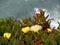 Flowers on the cliffs of Cabo da Roca Cape Roca in Sintra. The most western point of Europe.