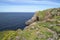 Flowers on cliffs in Ireland