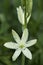 Flowers: Close up of Camassia Leichtlinii alba or great camas. 4