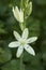 Flowers: Close up of Camassia Leichtlinii alba or great camas. 5