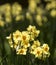 Flowers: Close up of a clump of bright, backlit yellow Daffodils. 34