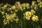 Flowers: Close up of a clump of bright, backlit yellow Daffodils. 35