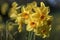 Flowers: Close up of a clump of bright yellow Daffodils. 36