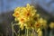 Flowers: Close up of a clump of bright yellow Daffodils. 37