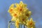 Flowers: Close up of a clump of bright yellow Daffodils. 38