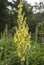 Flowers: Close up of Common Mullein - Verbascum thapsus in the family Scrophulariaceae. 1