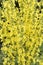 Flowers: Close up of Common Mullein - Verbascum thapsus in the family Scrophulariaceae. 2