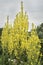 Flowers: Close up of Common Mullein - Verbascum thapsus in the family Scrophulariaceae. 3