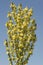 Flowers: Close up of Common Mullein - Verbascum thapsus in the family Scrophulariaceae. 5