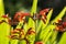 Flowers: Close up of Crocosmia, AKA Montbretia, iris family, Iridaceae. Orange trumpet flowers. 3