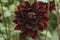 Flowers: Close up of a dark burgundy red Dahlia 'Sam Hopkins'. 2