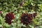 Flowers: Close up of a dark burgundy red Dahlia 'Sam Hopkins'. 3