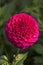 Flowers: Close up of a dark pink pompom Dahlia `Rocco`. 2