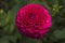 Flowers: Close up of a dark pink pompom Dahlia `Rocco`. 3