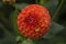 Flowers: Close up of an intense orange Dahlia `New Baby`. 1