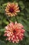 Flowers: Close up of a pale orange streaked with red, Dahlia `Crazy Legs`. 2