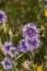 Flowers: Close up of a patch of purple / lilac Cornflowers, Centaurea cyanus, in a wildflower meadow. 2