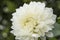 Flowers: Close up of a white Dahlia `White Perfection`. 1