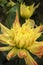 Flowers: Close up of a yellow Dahlia streaked with red. 1