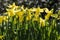 Flowers: Closeup of a bright, backlit yellow Daffodils. 16