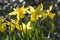 Flowers: Closeup of a bright, backlit yellow Daffodils. 17