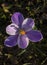 Flowers: Closeup of a bright variegated purple and white crocuses in Spring. 1