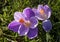 Flowers: Closeup of a bright variegated purple and white crocuses in Spring. 2