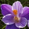 Flowers: Closeup of a bright variegated purple and white crocuses in Spring. 3