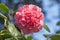 Flowers: Closeup of a pink Camellia flower. Camellia Japonica. 6