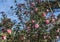 Flowers: Closeup of pink Camellia flower. Camellia Japonica. 8