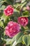 Flowers: Closeup of pink Camellia flowers. Camellia Japonica. 11