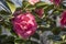 Flowers: Closeup of pink Camellia flowers. Camellia Japonica. 12