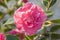 Flowers: Closeup of pink Camellia flowers. Camellia Japonica. 13