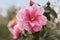 Flowers: Closeup of a pink Camellia flowers. Camellia Japonica. 16