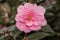 Flowers: Closeup of a pink Camellia flowers. Camellia Japonica. 17