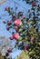 Flowers: Closeup of pink Camellia flowers. Camellia Japonica. 9