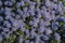 Flowers: Closeup of the purple flowers of a Ceanothus bush. 1
