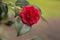 Flowers: Closeup of a red Camellia flower. Camellia Japonica. 2