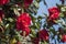Flowers: Closeup of a red Camellia flower. Camellia Japonica. 3
