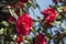 Flowers: Closeup of a red Camellia flower. Camellia Japonica. 4