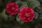 Flowers: Closeup of a red Camellia flower. Camellia Japonica. 5