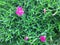 Flowers cloves of grass, against the background of lush greenery