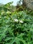 Flowers of the Cnidoscolus aconitifolius plant