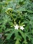 Flowers of the Cnidoscolus aconitifolius plant