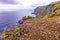 Flowers on coast in Boaventura - Madeira. Portugal