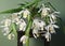 Flowers of Coelogyne cristata orchid