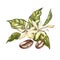 Flowers coffee arabica beans isolated, watercolor illustration.