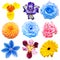 Flowers collection of assorted roses, daisies, irises, pansies, tigridia, lilies, gerbera isolated on white background