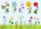 Flowers collection. Botanical wild plants field meadow vector drawing in cartoon style